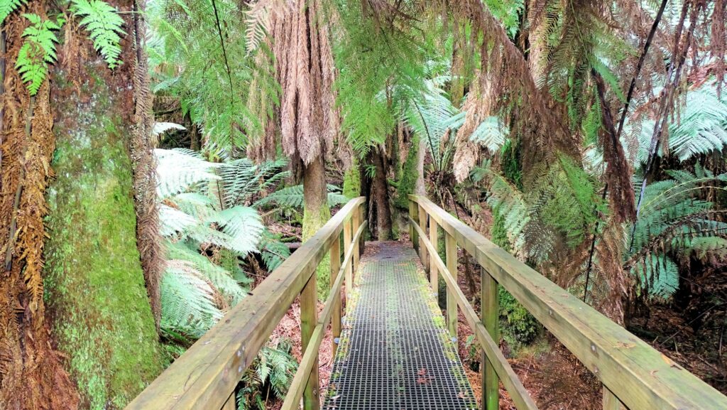 Notley Gorge State Reserve, Brücke im Urwald