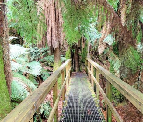 Notley Gorge State Reserve, Brücke im Urwald