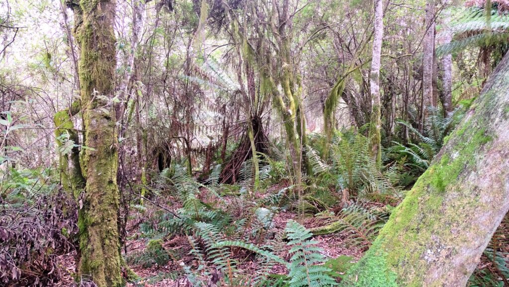 Notley Gorge State Reserve, Urwald