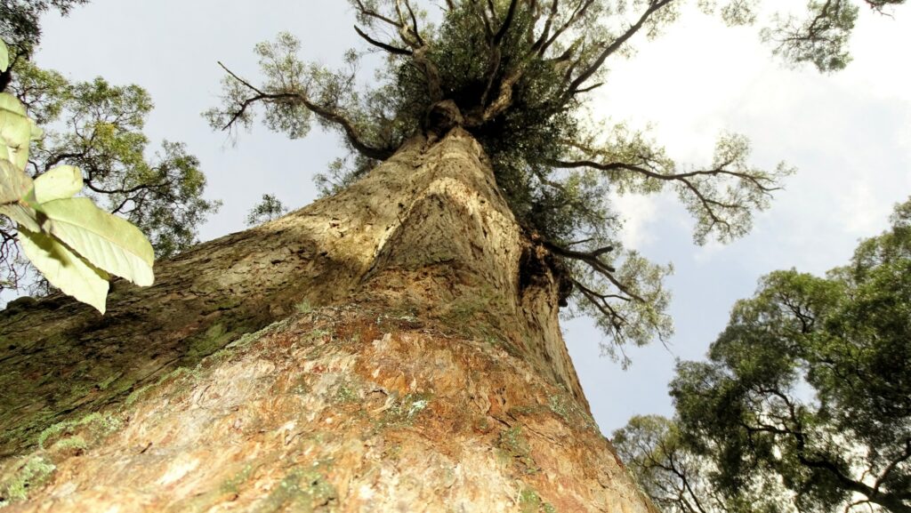 Eucalyptus im Notley Gorge State Reserve