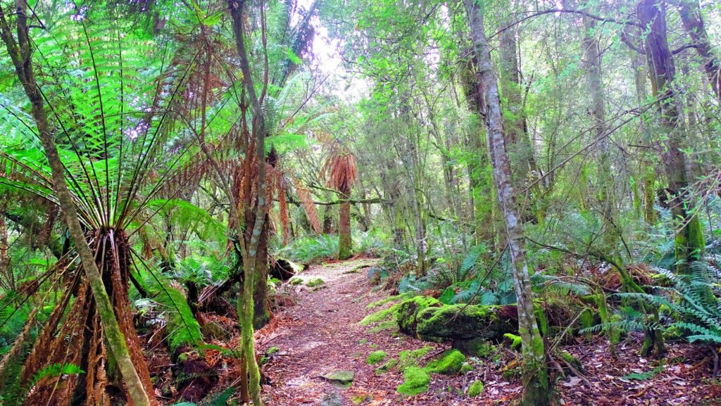 Notley Gorge State Reserve, Blick auf den Pfad durch das Reserve