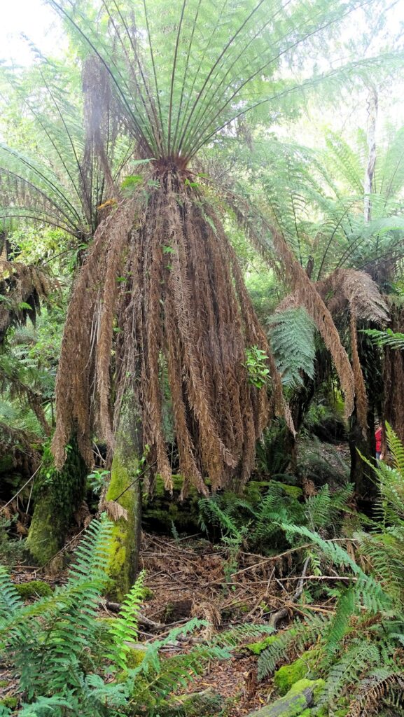 Notley Gorge State Reserve, Riesenfarn