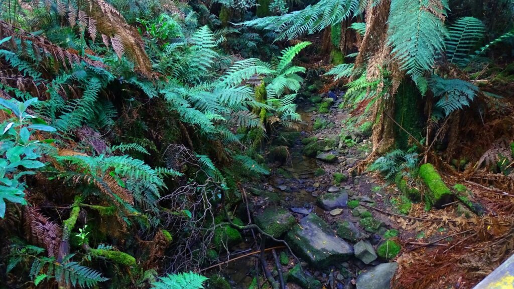 Notley Gorge State Reserve, in der Schlucht