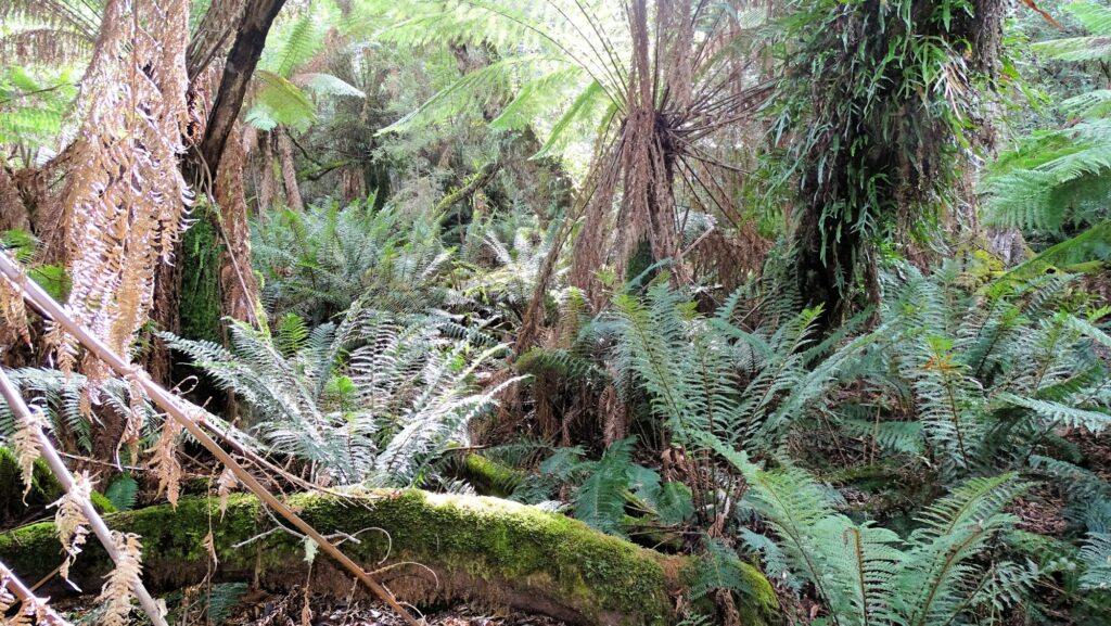 Notley Gorge State Reserve Regenwald