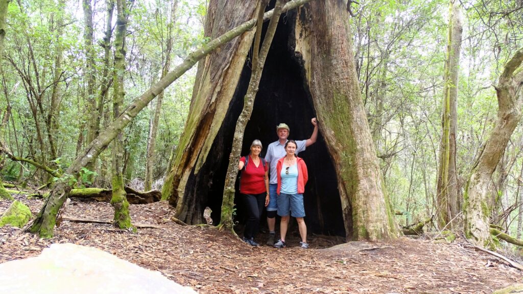 Notley Gorge State Reserve, Eukalyptusbaum