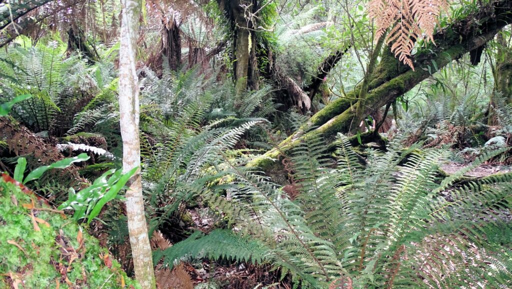 Notley Gorge State Reserve, Vegetation auf Tasmanien