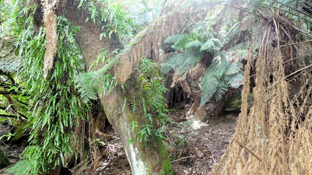 Notley Gorge State Reserve, Regenwald