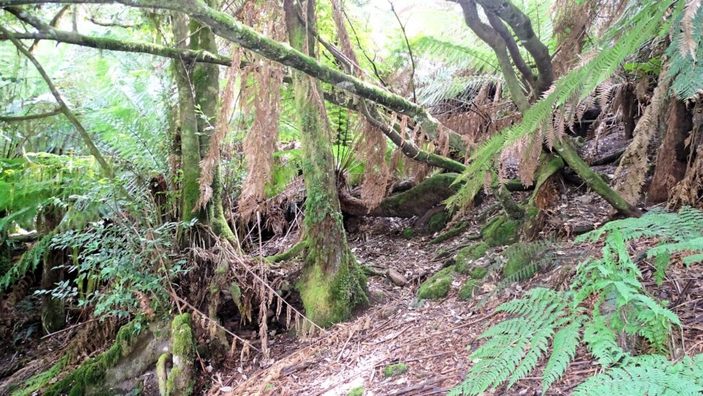 Notley Gorge State Reserve, im Urwald