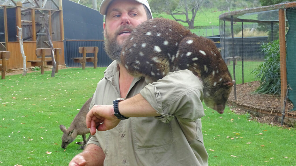 Trowunna Wildlife Park, Beutelmarder