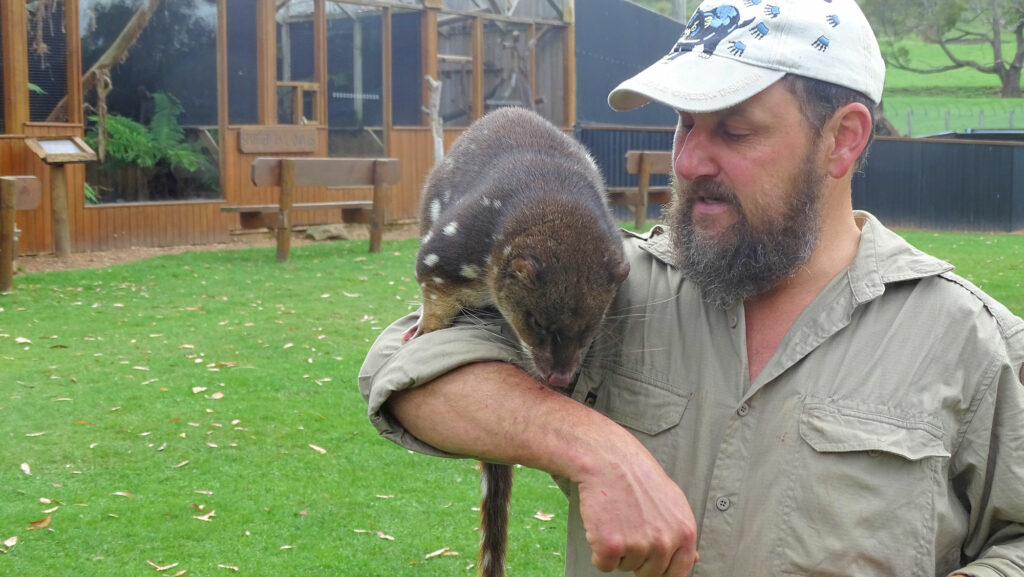 Trowunna Wildlife Park, Beutelmarder