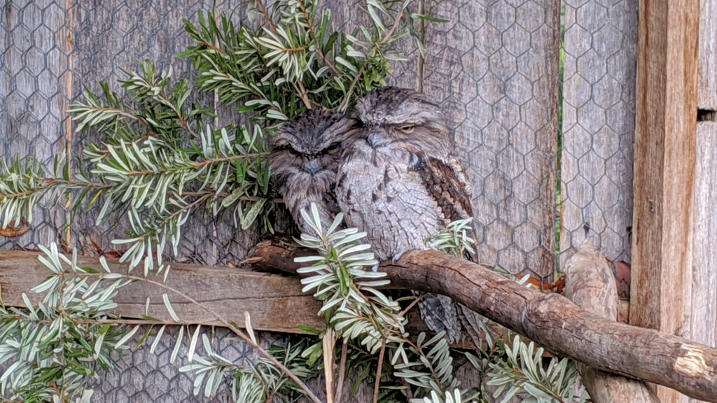 Trowunna Wildlife Park, Eulen