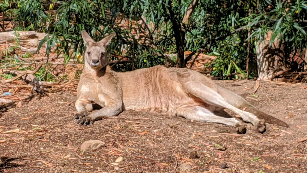 Känguru