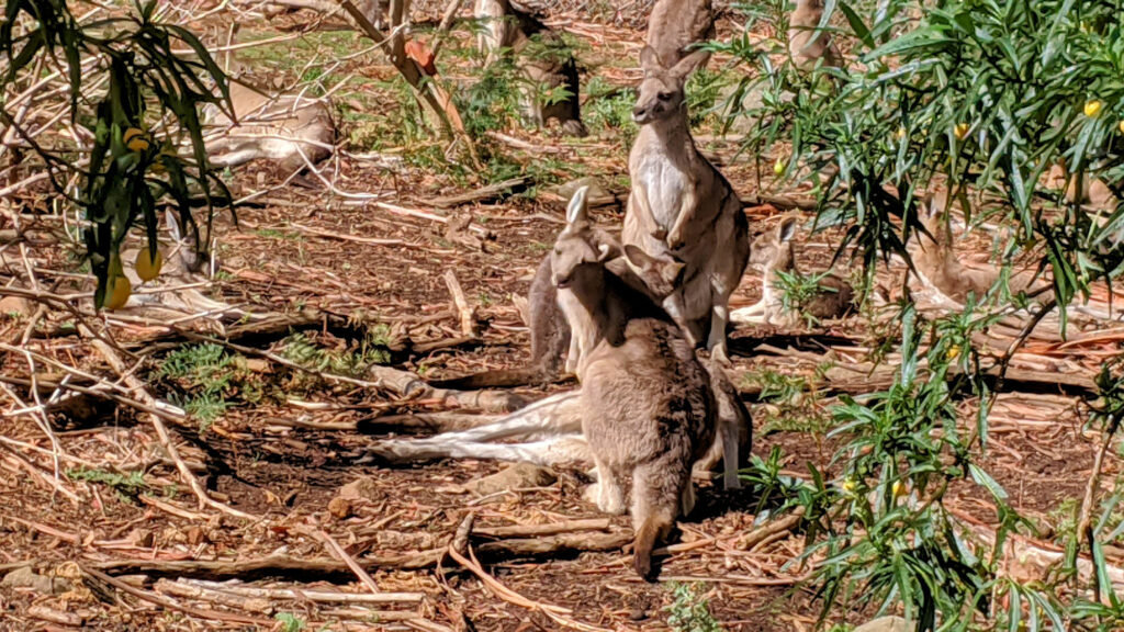 Kängurus