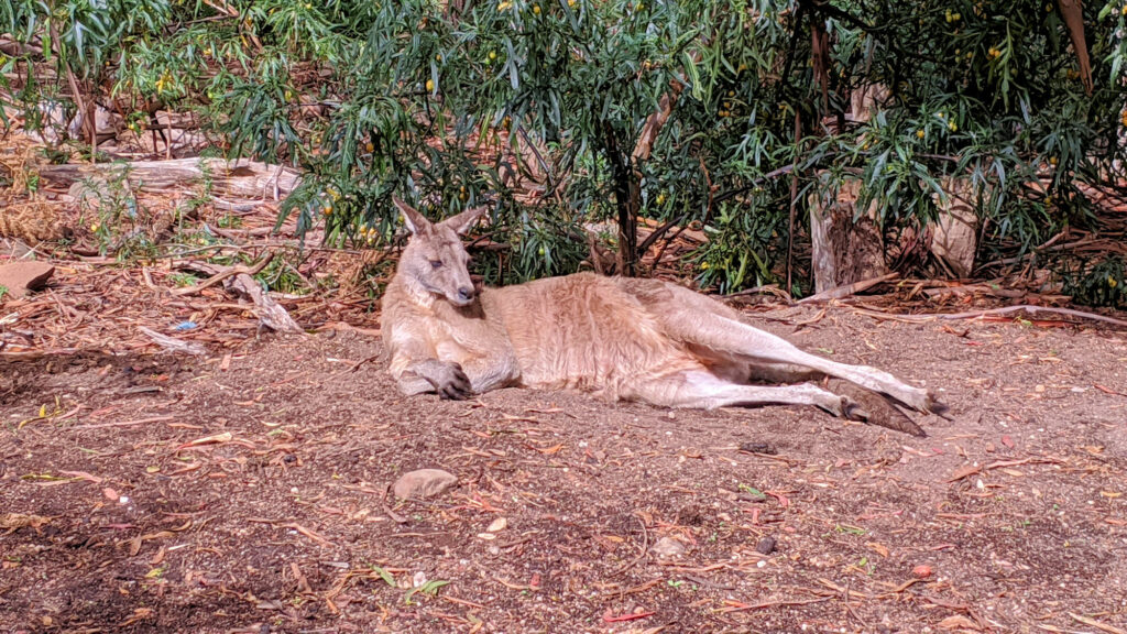 Känguru