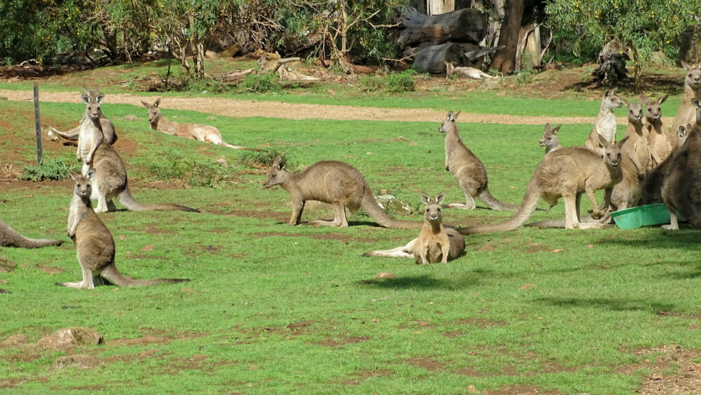 Kängurus