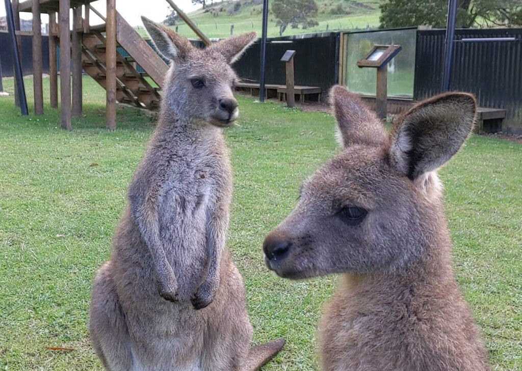 Kängurus im Wildlife Park (Video)