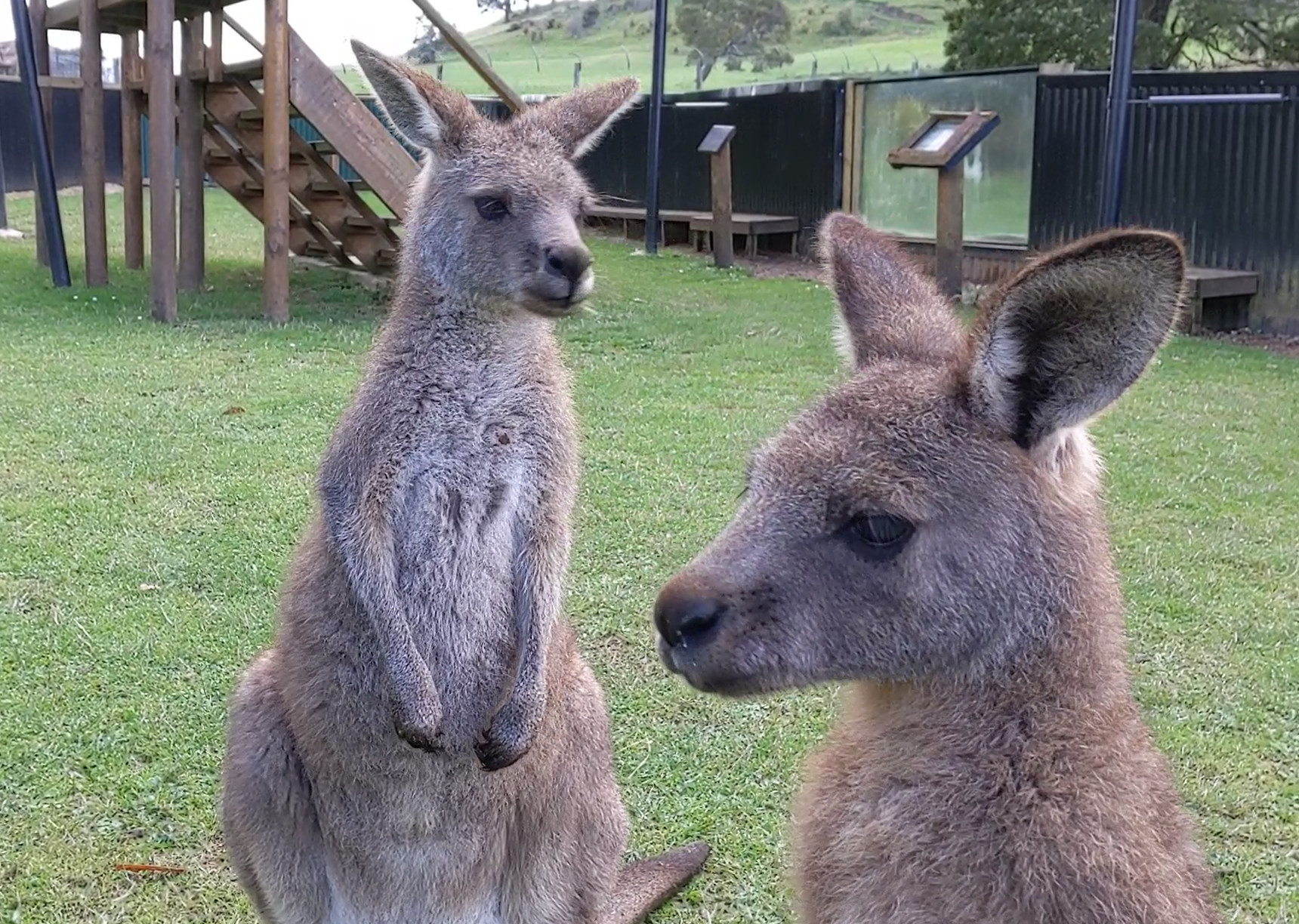 Kängurus im Wildlife Park (Video)