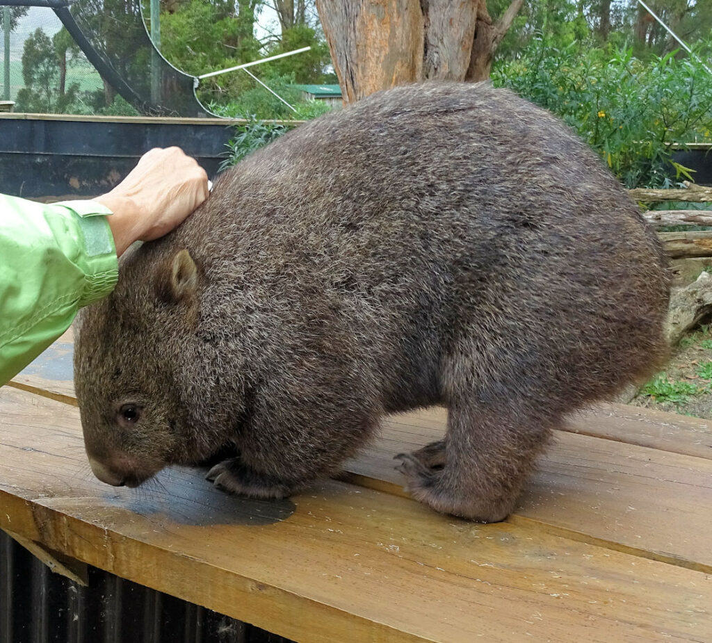 Trowunna Wildlife Park, Wombat