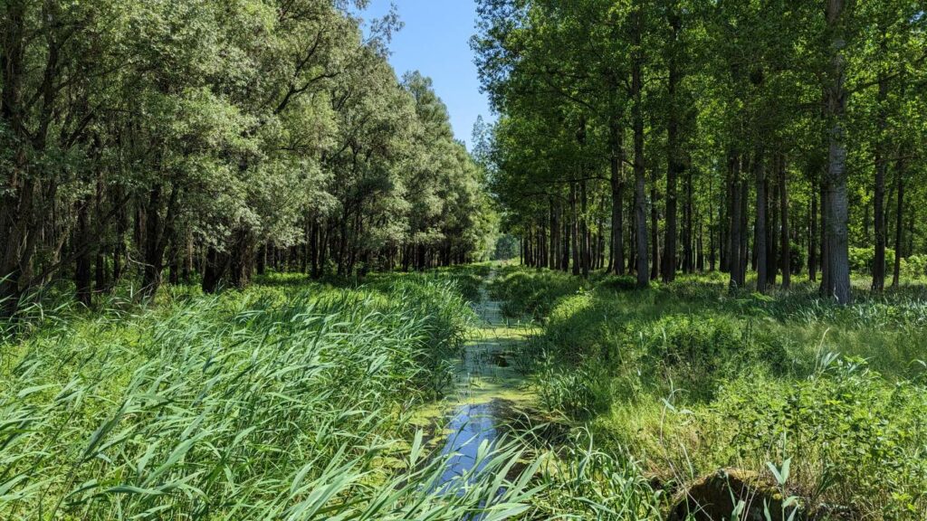 Ungarn, landschaftsschutzgebiet Hanság 