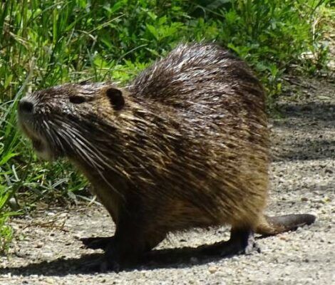 Nutria im Hanság