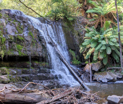 Lilydale Falls, Tasmanien