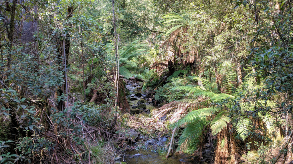 Lilydale Falls, Tasmanien